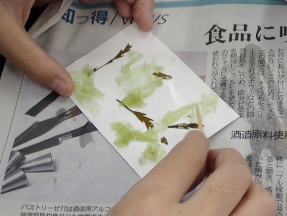 海藻で工作する様子