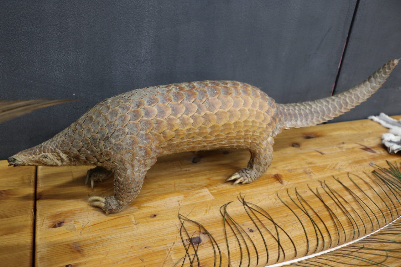 センザンコウ
