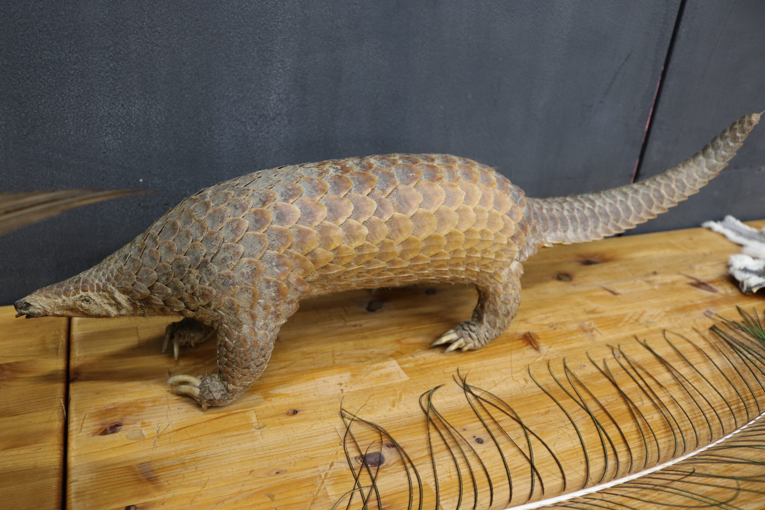 センザンコウ